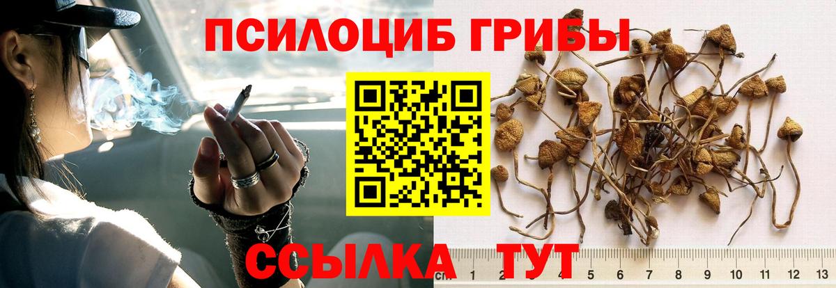 Шадринск  Галлюциногенные грибы прущие грибы  купить наркоту  Вход с VPN 